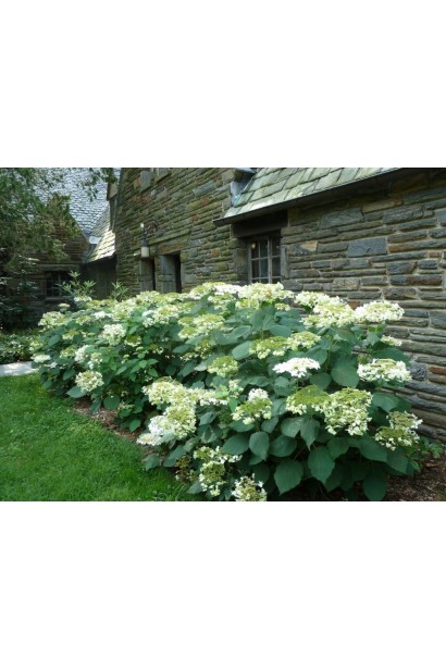 Гортензія деревовидна ‘Хайєс Старберст’ — квітучий кущ із білими махровими суцвіттями.